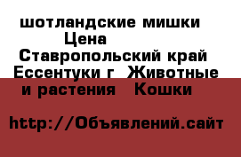 шотландские мишки › Цена ­ 1 000 - Ставропольский край, Ессентуки г. Животные и растения » Кошки   